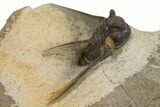 Long-Spined Cyphaspis Trilobite - Foum Zguid, Morocco #311138-2